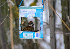 Passer montanus