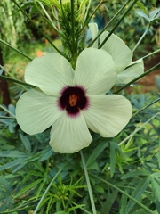 Hibiscus sabdariffa