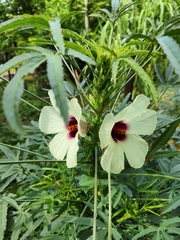 Hibiscus sabdariffa