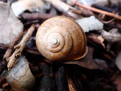 Helminthoglypta tudiculata