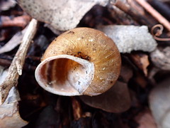 Helminthoglypta tudiculata