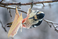 Dendrocopos leucotos