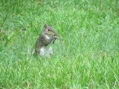 Sciurus carolinensis