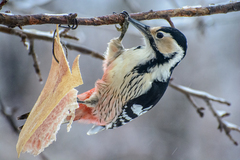 Dendrocopos leucotos