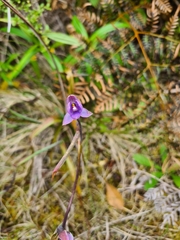 Thelymitra nervosa