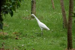 Bubulcus ibis coromandus