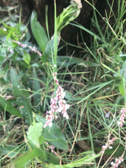 Persicaria decipiens