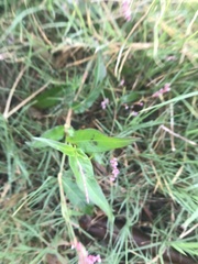 Persicaria decipiens