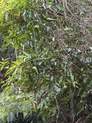 Anodendron affine
