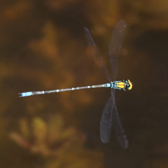Pseudagrion aureofrons