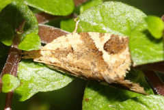Euphona euphona
