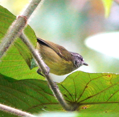 Phylloscopus poliocephalus everetti