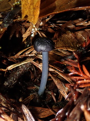 Cyanula