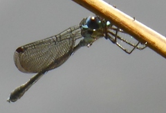 Austrolestes colensonis