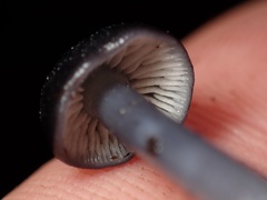 Cyanula