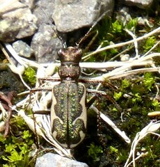 Neocicindela tuberculata