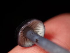 Cyanula