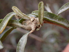 Asphondylia atriplicis