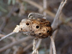 Asphondylia atriplicis