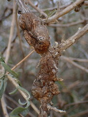 Asphondylia atriplicis