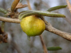 Asphondylia atriplicis