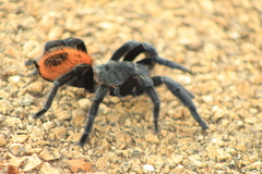 Tliltocatl epicureanus