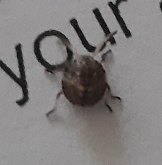 Heteroptera