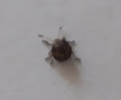 Heteroptera