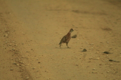 Colinus nigrogularis