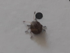 Heteroptera