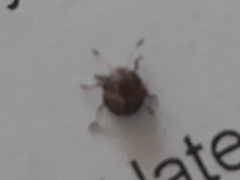 Heteroptera