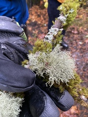 Usnea mutabilis