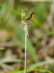 Chiloglottis formicifera