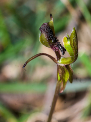 Chiloglottis formicifera