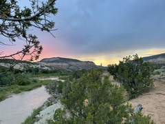 Juniperus monosperma