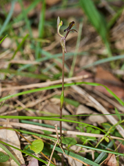 Chiloglottis formicifera
