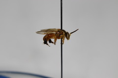 Tetragonisca