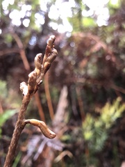 Gastrodia procera