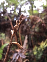 Gastrodia procera