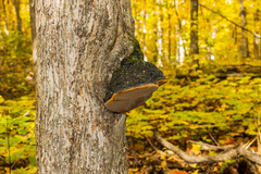 Phellinus igniarius