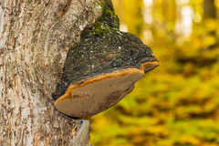 Phellinus igniarius