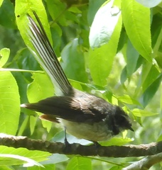 Rhipidura fuliginosa