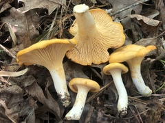 Cantharellus tenuithrix
