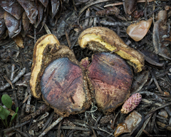 Caloboletus frustosus