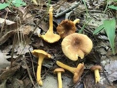 Cantharellus lewisii