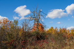 Ulmus thomasii