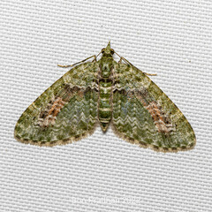 Chloroclystis rubroviridis