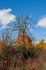 Ulmus thomasii