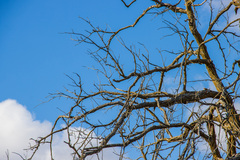 Ulmus thomasii