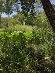 Proboscidea parviflora